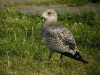 Goéland à bec cerclé Larus delawarensis