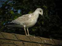 Goéland à bec cerclé Larus delawarensis