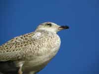 Goéland à bec cerclé Larus delawarensis