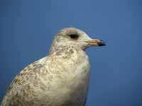 Goéland à bec cerclé Larus delawarensis