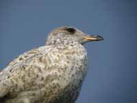 Goéland à bec cerclé Larus delawarensis