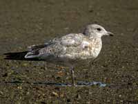 Goéland à bec cerclé Larus delawarensis