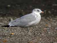 Goéland à bec cerclé Larus delawarensis