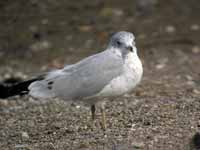 Goéland à bec cerclé Larus delawarensis