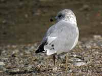 Goéland à bec cerclé Larus delawarensis