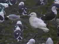 Goéland bourgmestre Larus hyperboreus