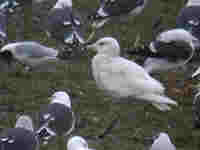 Goéland bourgmestre Larus hyperboreus