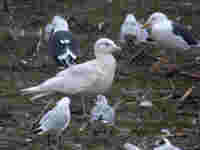 Goéland bourgmestre Larus hyperboreus