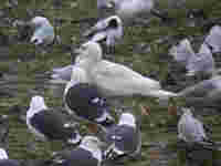 Goéland bourgmestre Larus hyperboreus