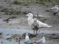 Goéland bourgmestre Larus hyperboreus