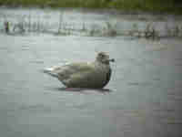 Goéland bourgmestre Larus hyperboreus