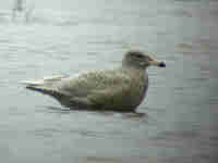 Goéland bourgmestre Larus hyperboreus