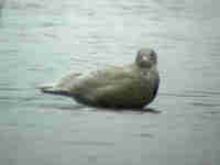 Goéland bourgmestre Larus hyperboreus