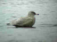 Goéland bourgmestre Larus hyperboreus