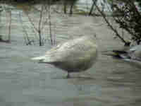 Goéland bourgmestre Larus hyperboreus