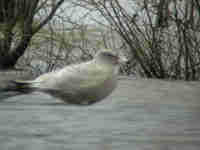 Goéland bourgmestre Larus hyperboreus