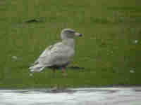 Goéland bourgmestre Larus hyperboreus