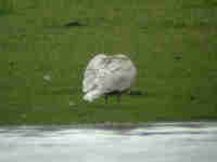 Goéland bourgmestre Larus hyperboreus