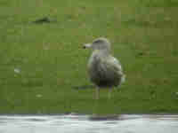 Goéland bourgmestre Larus hyperboreus