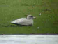 Goéland bourgmestre Larus hyperboreus