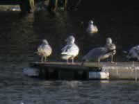 Goéland bourgmestre Larus hyperboreus