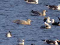 Goéland bourgmestre Larus hyperboreus