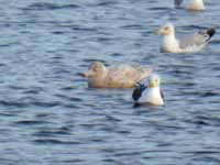 Goéland bourgmestre Larus hyperboreus