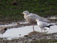 Goéland bourgmestre Larus hyperboreus