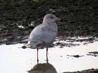 Goéland bourgmestre Larus hyperboreus