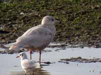 Goéland bourgmestre Larus hyperboreus