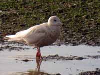 Goéland bourgmestre Larus hyperboreus