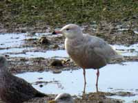 Goéland bourgmestre Larus hyperboreus