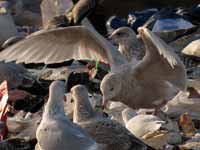 Goéland bourgmestre Larus hyperboreus