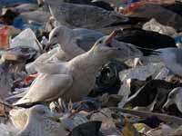 Goéland bourgmestre Larus hyperboreus