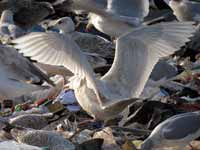 Goéland bourgmestre Larus hyperboreus