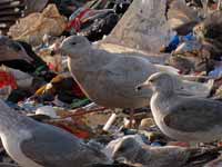 Goéland bourgmestre Larus hyperboreus