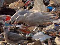 Goéland bourgmestre Larus hyperboreus