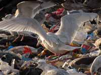 Goéland bourgmestre Larus hyperboreus