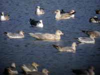 Goéland bourgmestre Larus hyperboreus