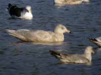 Goéland bourgmestre Larus hyperboreus