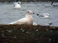 Goéland bourgmestre Larus hyperboreus