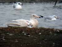 Goéland bourgmestre Larus hyperboreus