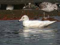 Goéland bourgmestre Larus hyperboreus