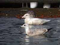 Goéland bourgmestre Larus hyperboreus