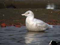 Goéland bourgmestre Larus hyperboreus