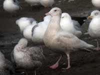 Goéland bourgmestre Larus hyperboreus