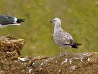 Goéland brun Larus fuscus 6KF