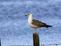 Goéland brun Larus fuscus graellsii HX111