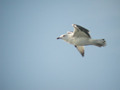 Goéland brun Larus fuscus