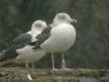 Goéland brun Larus fuscus TA9